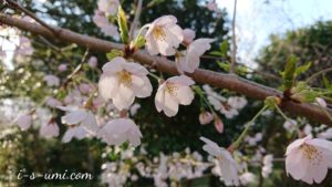 六分咲きの桜