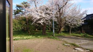 庭の八分咲き桜