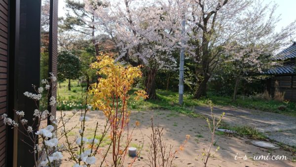 春花木と桜 2020.4.17